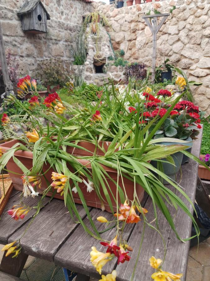 Mystery Garden Guest House Αμμόχωστος Εξωτερικό φωτογραφία