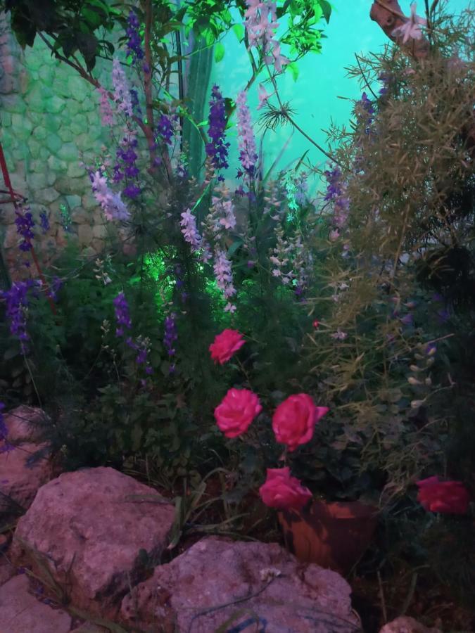 Mystery Garden Guest House Αμμόχωστος Εξωτερικό φωτογραφία