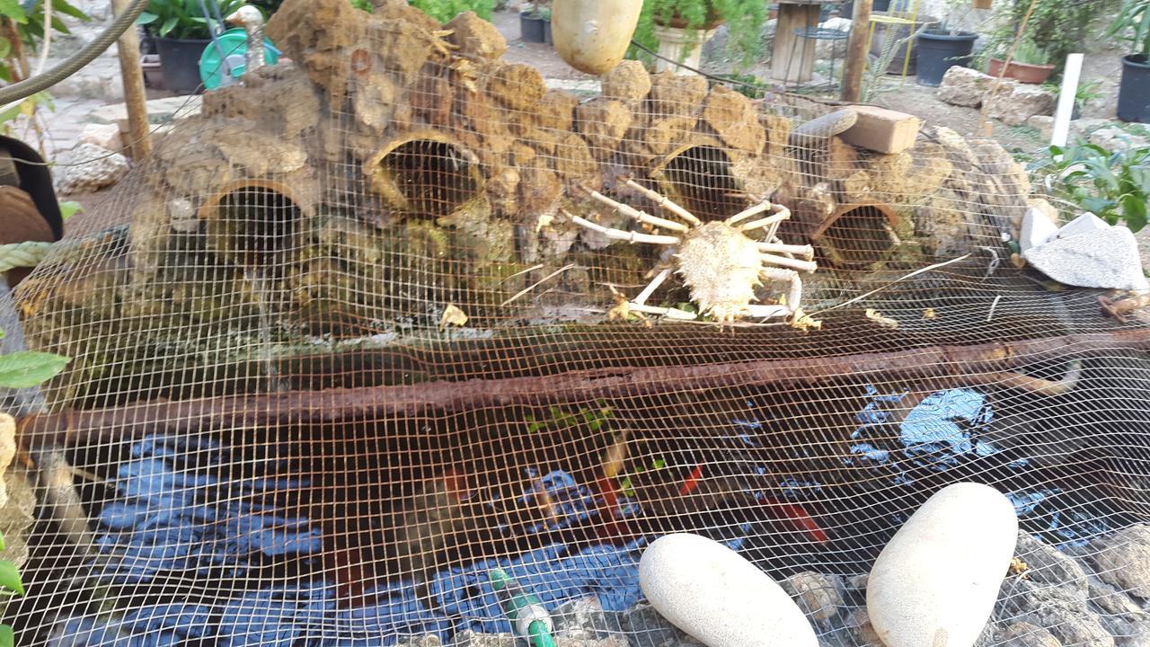 Mystery Garden Guest House Αμμόχωστος Εξωτερικό φωτογραφία
