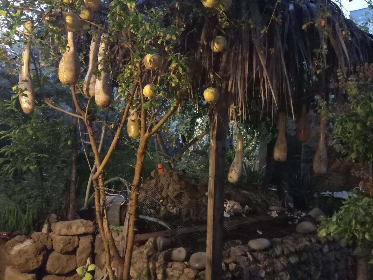 Mystery Garden Guest House Αμμόχωστος Εξωτερικό φωτογραφία